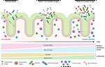 Phages in the infant gut: a framework for virome development during early life